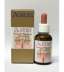 Fiore di Miriam - Rosa Canina